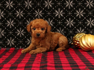 Miniature Poodle dogs Wonder - Ad 37