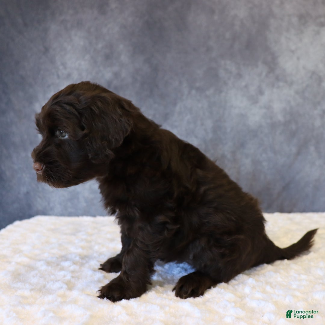 Portuguese Water Dog dogs for sale: Teddy - Ad 2