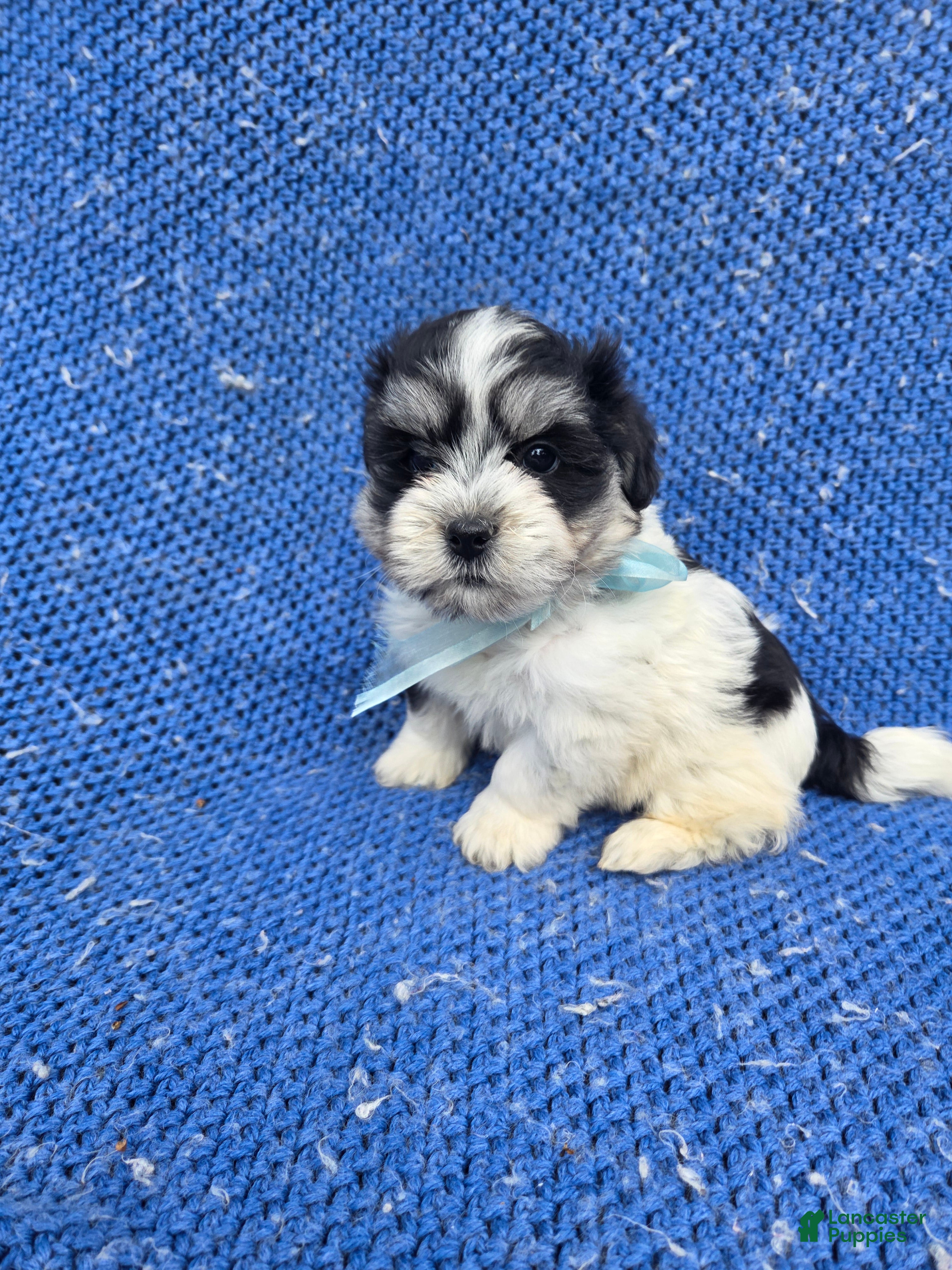 Morkie dogs Benny - Ad 7