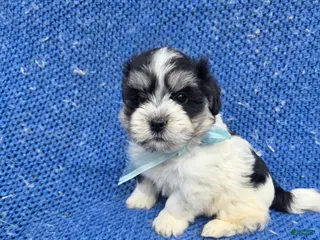 Morkie dogs Benny - Ad 4
