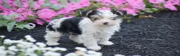 Yorkshire Terrier dogs for sale: Carson - Ad 4