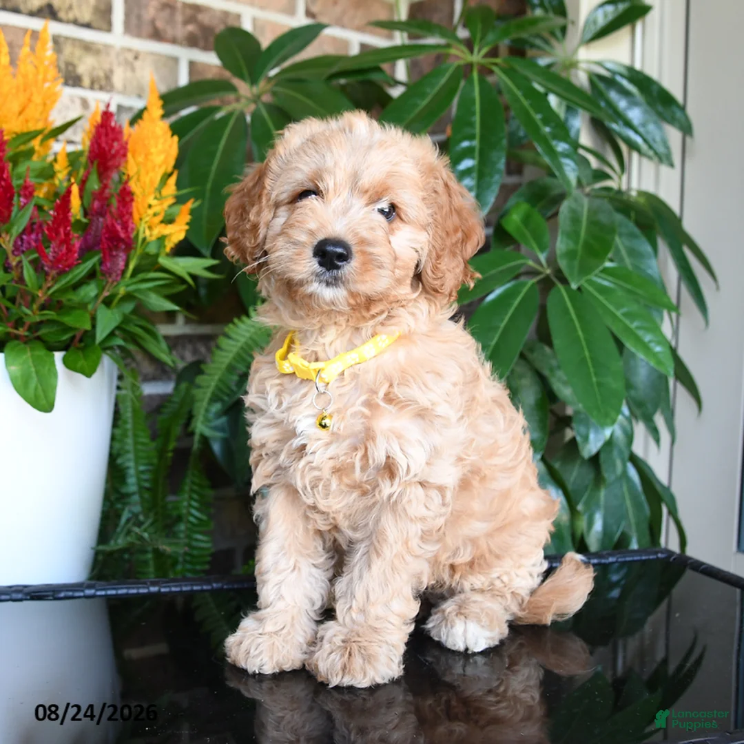 Mixed Breed dogs for sale: Marley - Ad 1