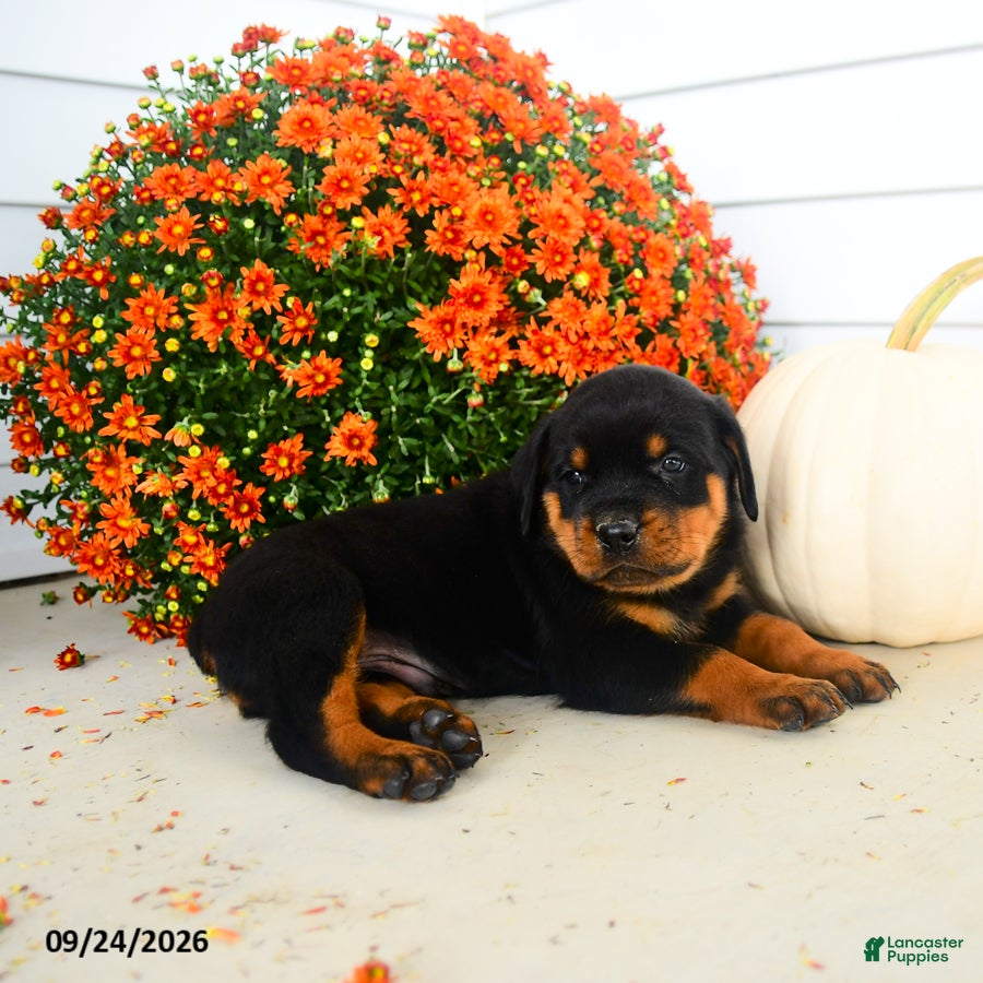 Rottweiler dogs Pretzel  - Ad 1