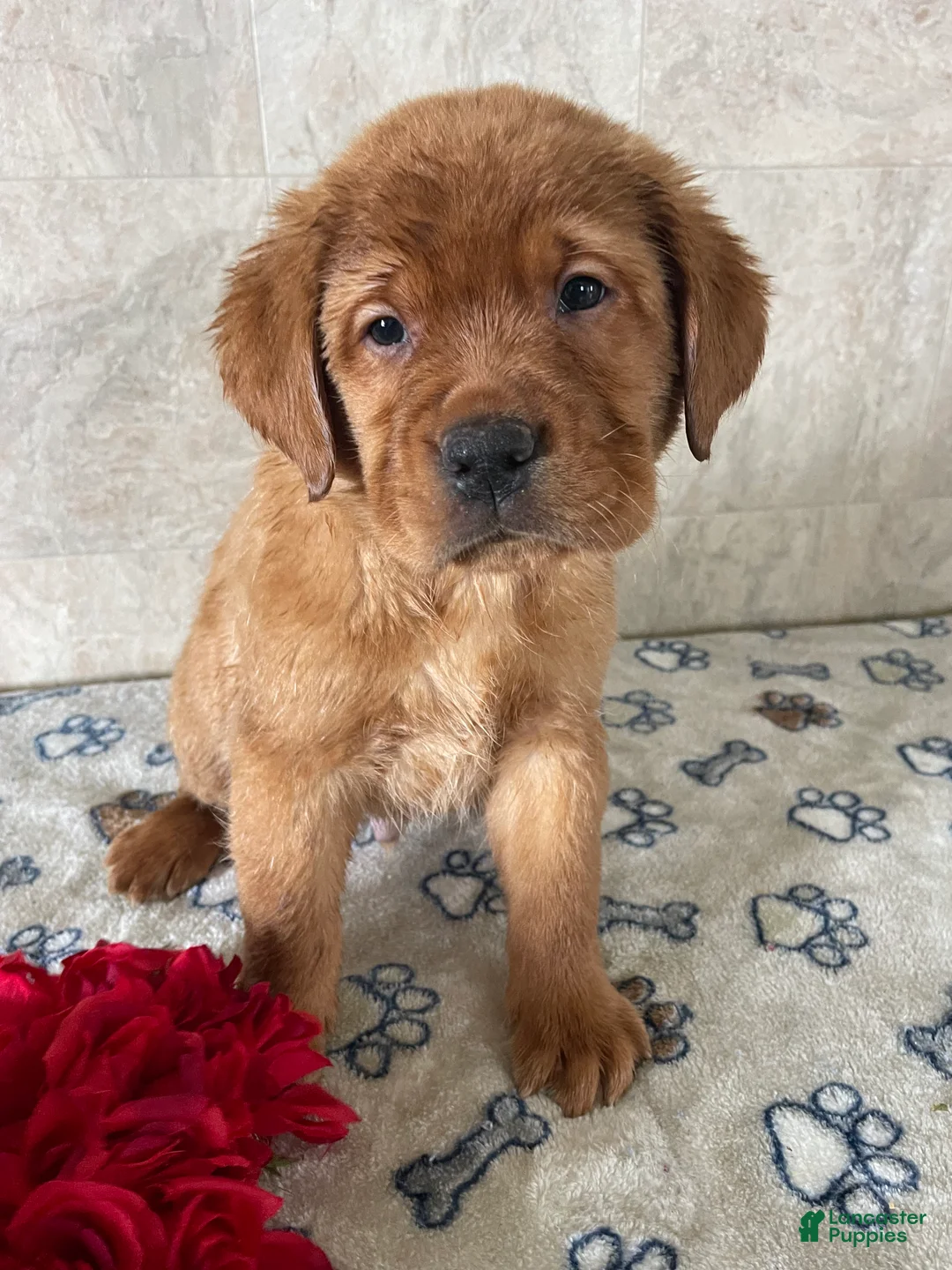 Labrador Retriever dogs for sale: Bolt - Ad 1