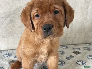 Labrador Retriever dogs Bolt - Ad 13