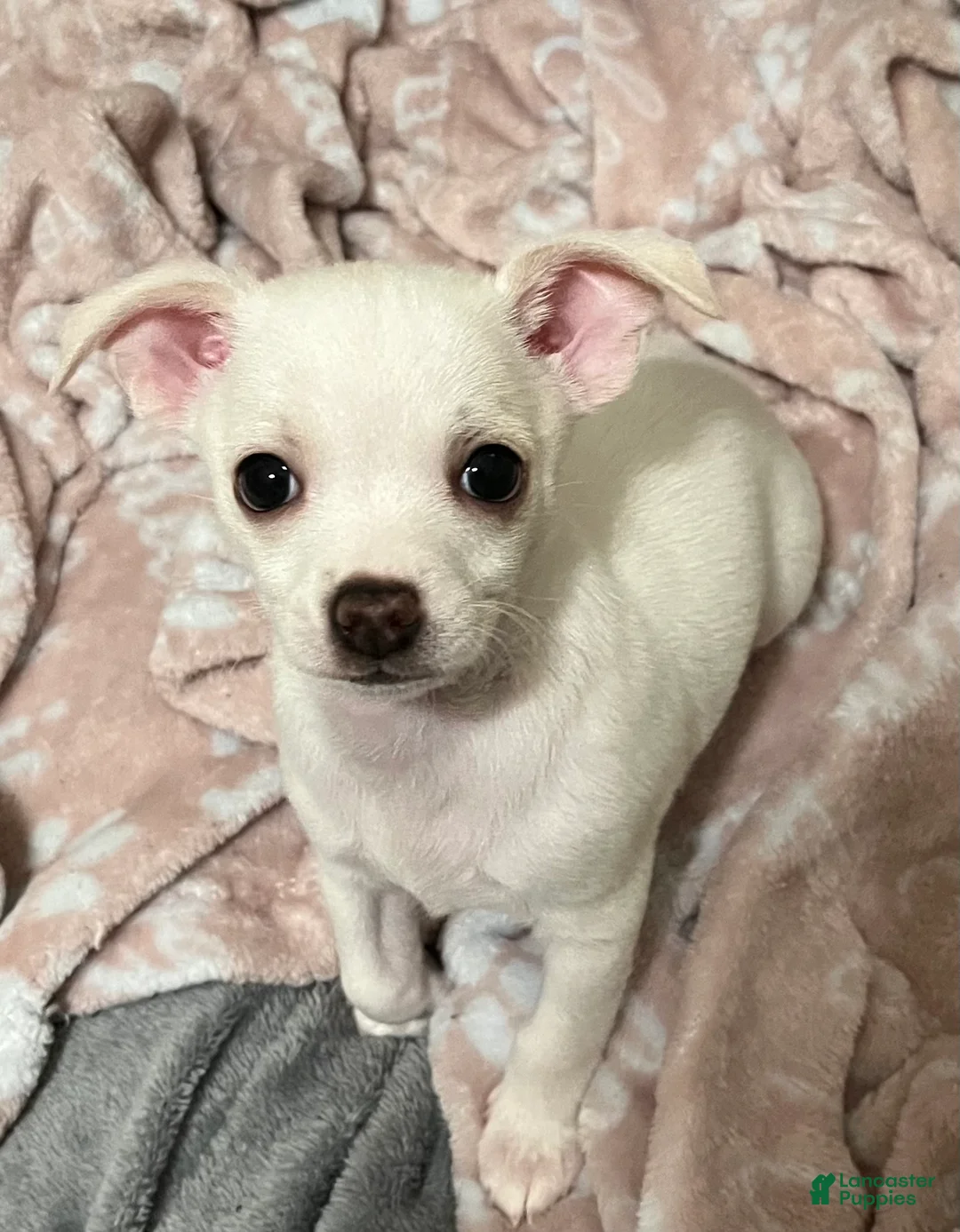Chiweenie dogs for sale: Chiweenie Puppy 1 - Ad 1