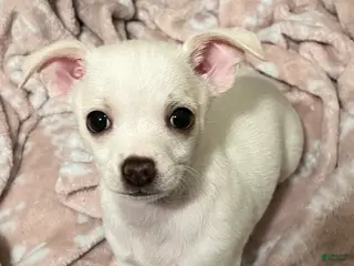 Chiweenie dogs Chiweenie Puppy 1 - Ad 4