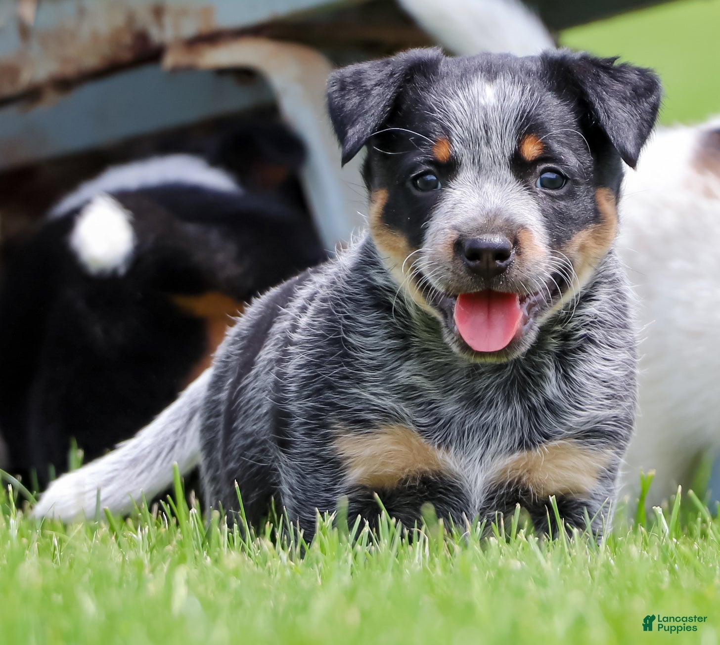 Australian Cattle Dog dogs Skye - Ad 1