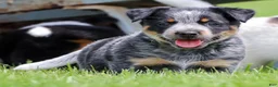 Australian Cattle Dog dogs for sale: Skye - Ad 1
