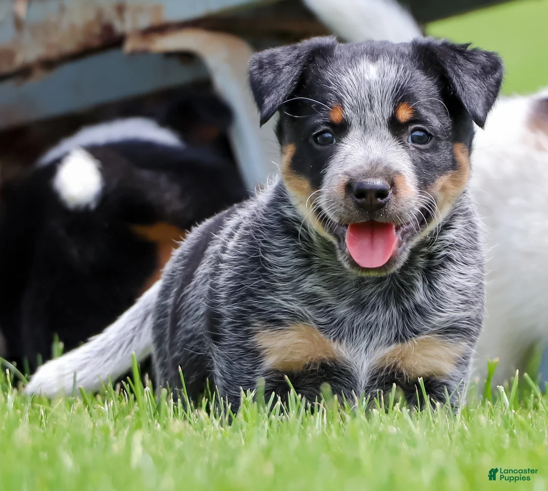 Australian Cattle Dog dogs for sale: Skye - Ad 1