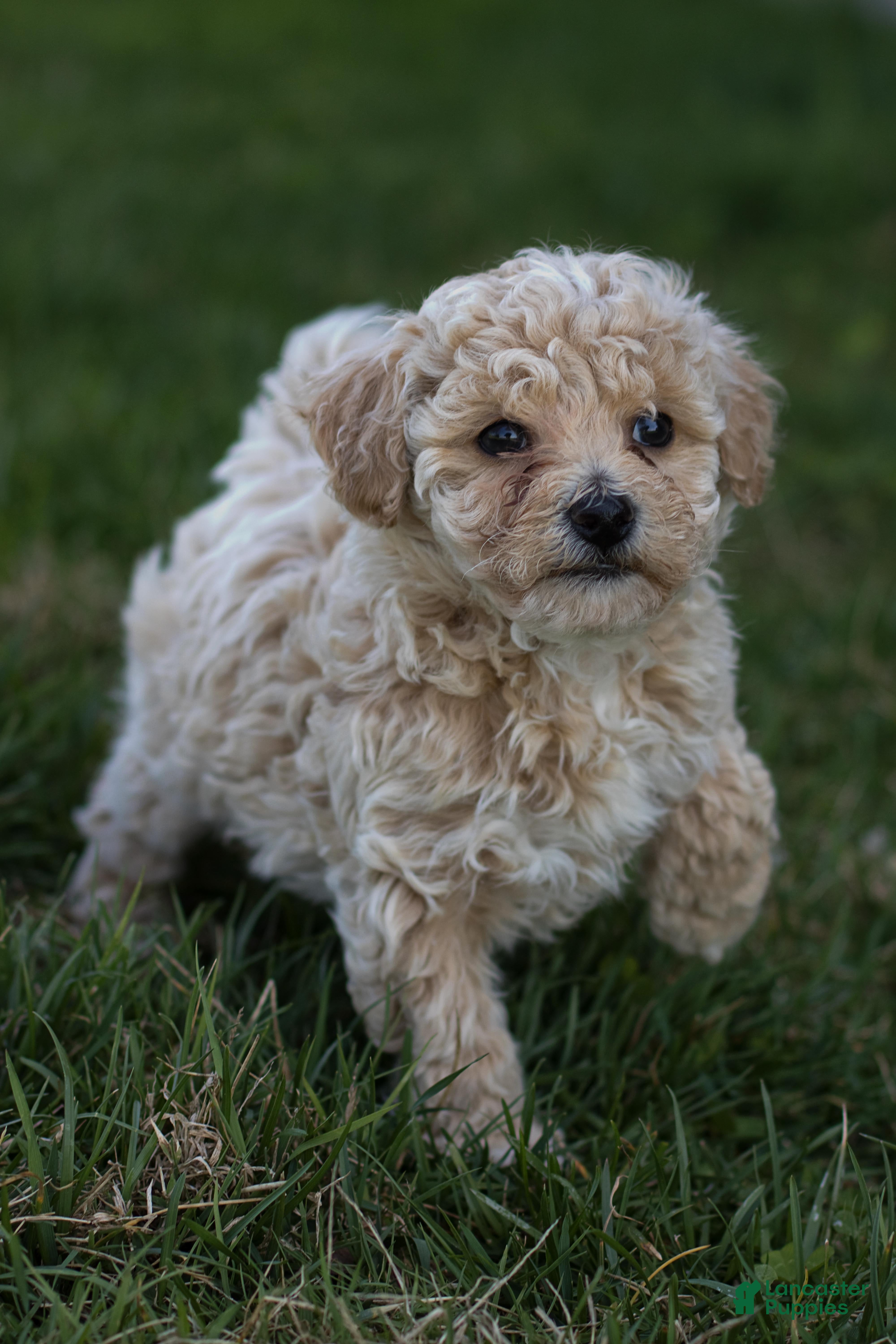 Bichpoo dogs Beau - Ad 1