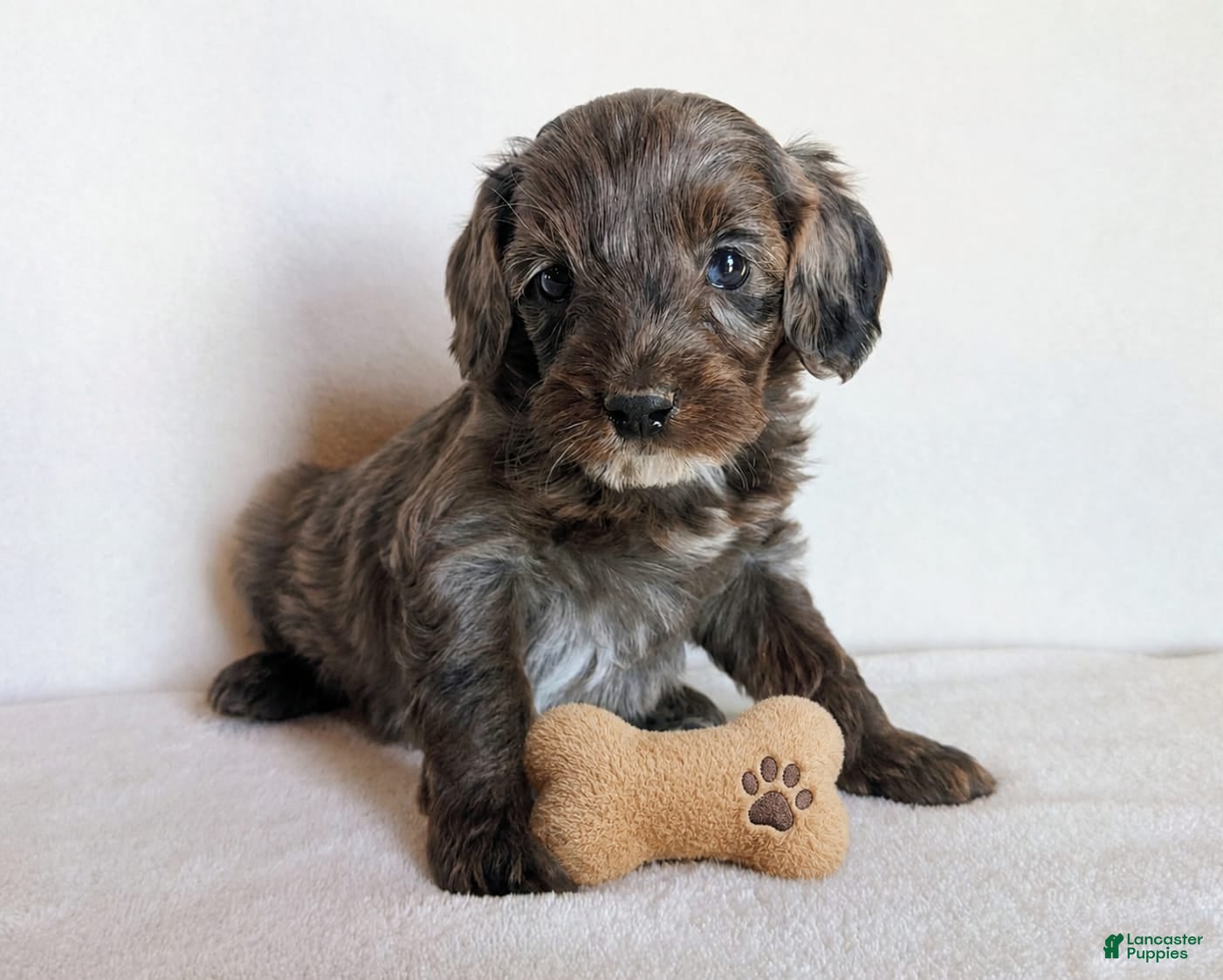 Cockapoo dogs Baxter F1B - Ad 1
