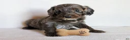 Cockapoo dogs for sale: Baxter - Ad 1