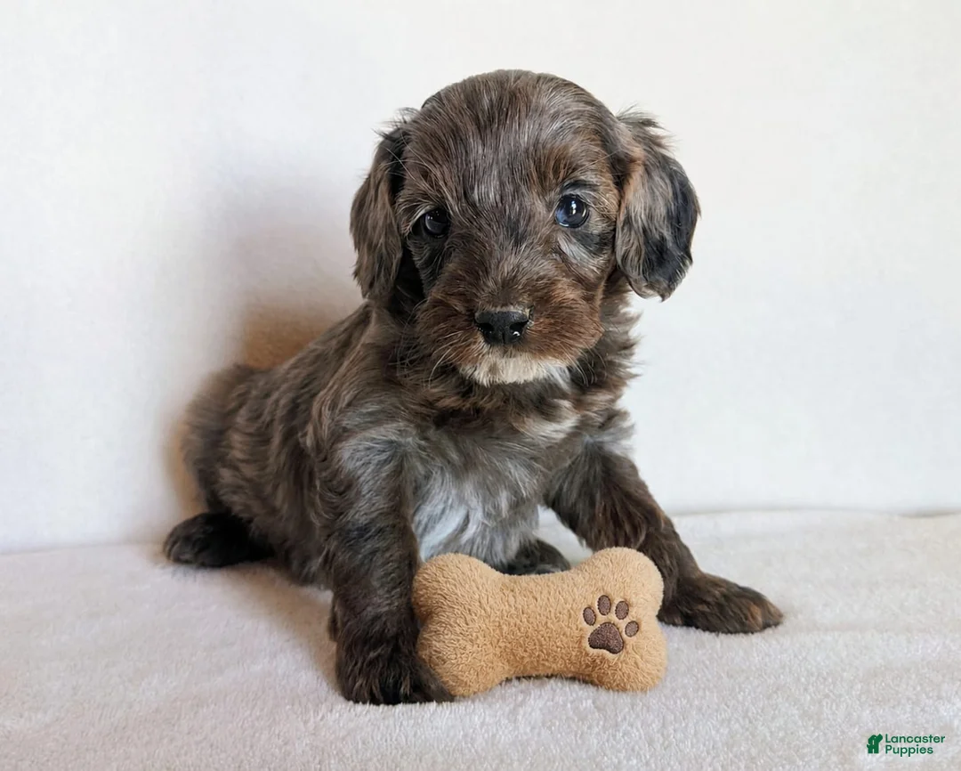 Cockapoo dogs for sale: Baxter - Ad 1