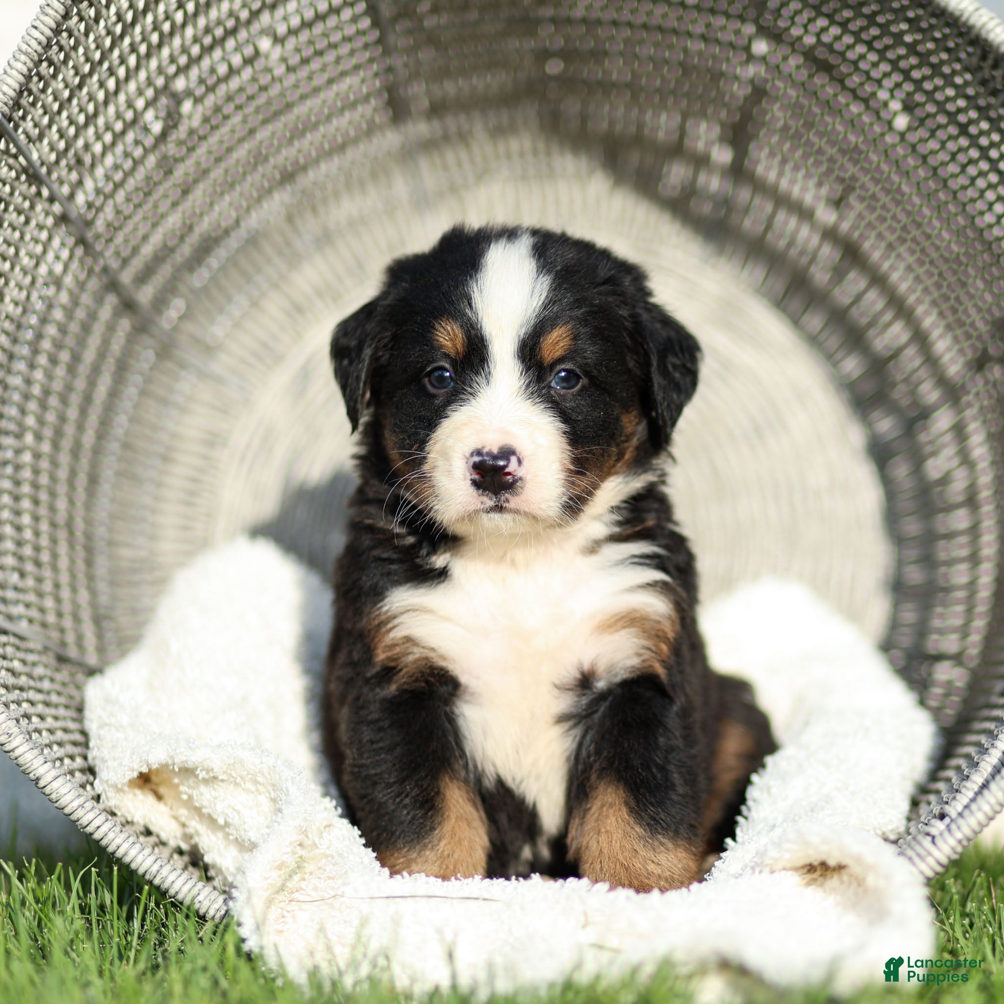 Bernese Mountain Dog dogs Joey Bernese Mountain Dog  - Ad 1