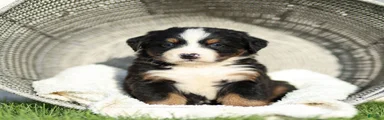 Joey Bernese Mountain Dog 
