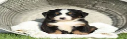 Bernese Mountain Dog dogs for sale: Joey Bernese Mountain Dog  - Ad 1