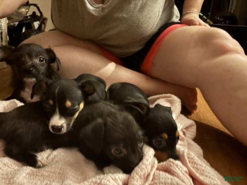 Chiweenie dogs El Captain  - Ad 6