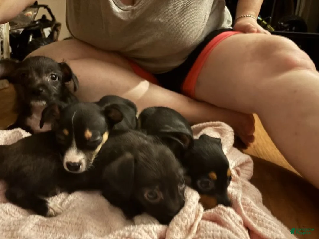 Chiweenie dogs for sale: El Captain  - Ad 1