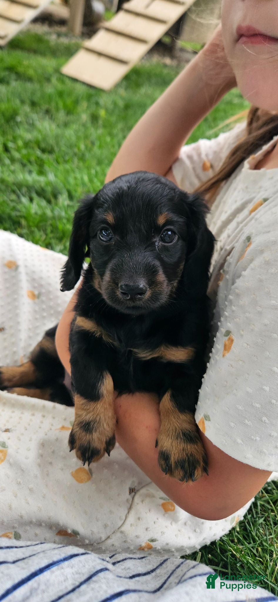 Dachshund dogs POLLY - Ad 2