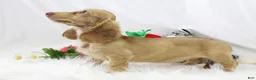 Dachshund dogs for sale: Karmella  CB Cr 4086 - Ad 8