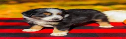 Miniature Australian Shepherd dogs for sale: April - Ad 4