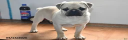 Pug dogs for sale: Billy - Ad 1