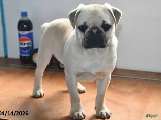 Pug dogs for sale: Billy - Ad 1