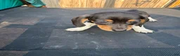 Miniature Dachshund dogs for sale: Miniature Dachshund Puppy 4 - Ad 4