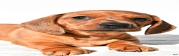 Dachshund dogs for sale: Tyler  - Ad 9