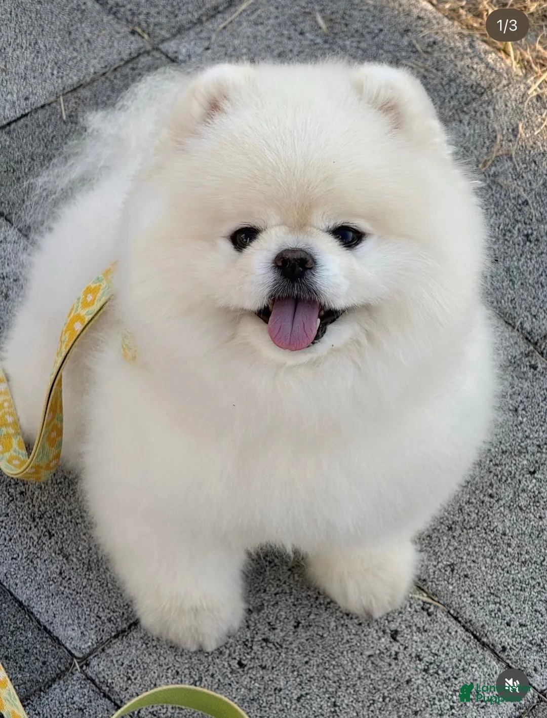 Pomeranian dogs for sale: Pomeranian 1 - Ad 2