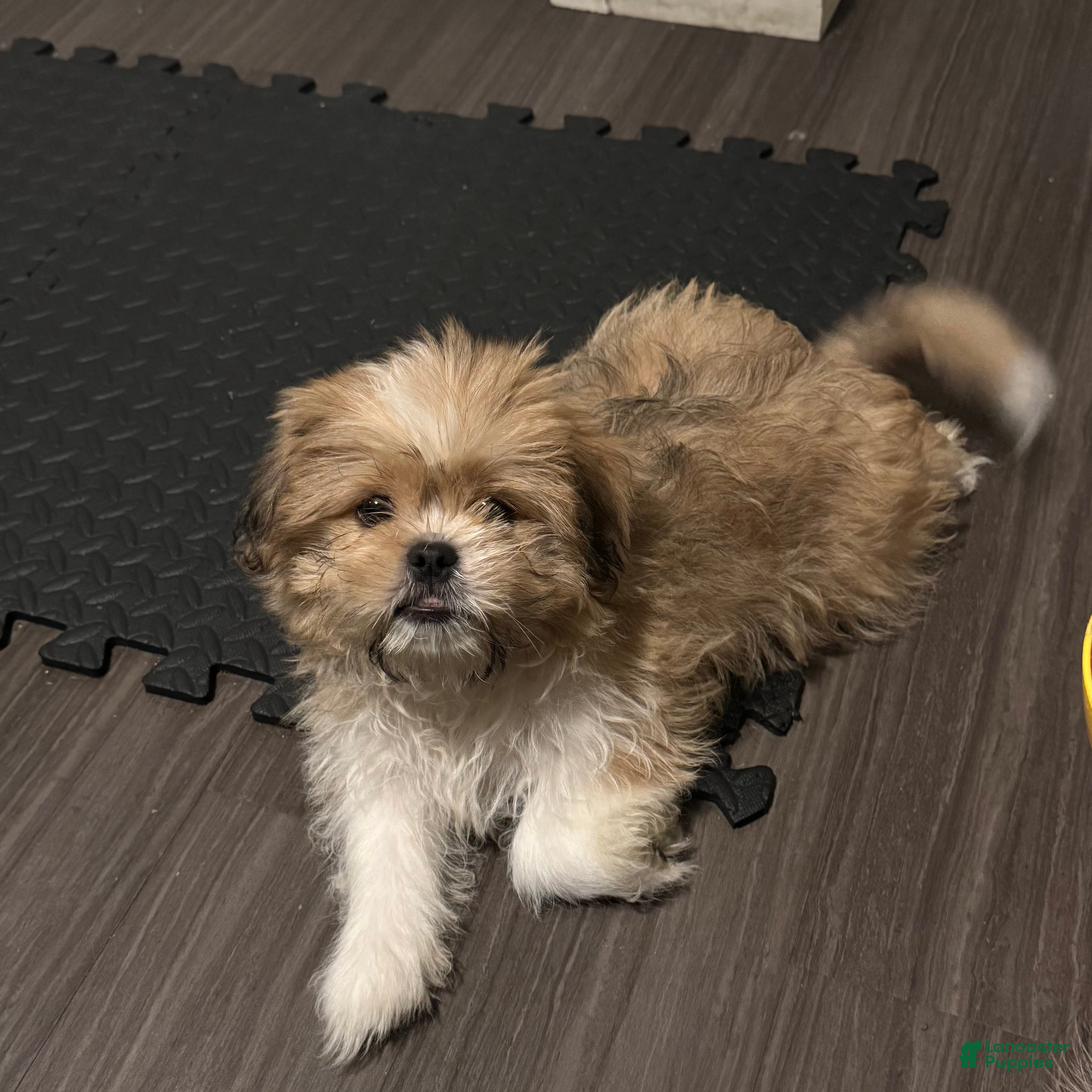 Mixed Breed dogs Peke-Tzu Pup 2 - Ad 14