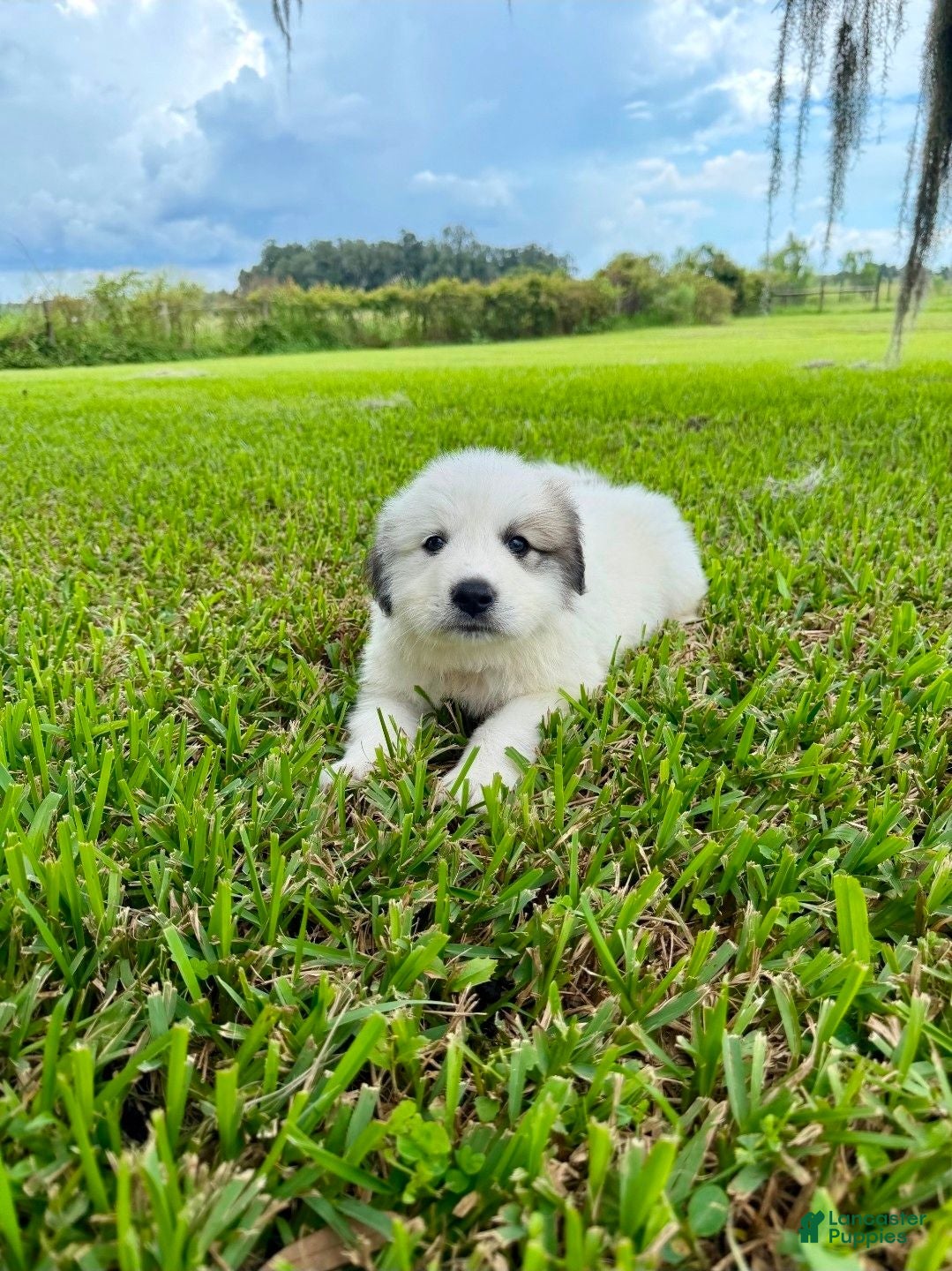 Great Pyrenees dogs Dark Blue Boy - Ad 40