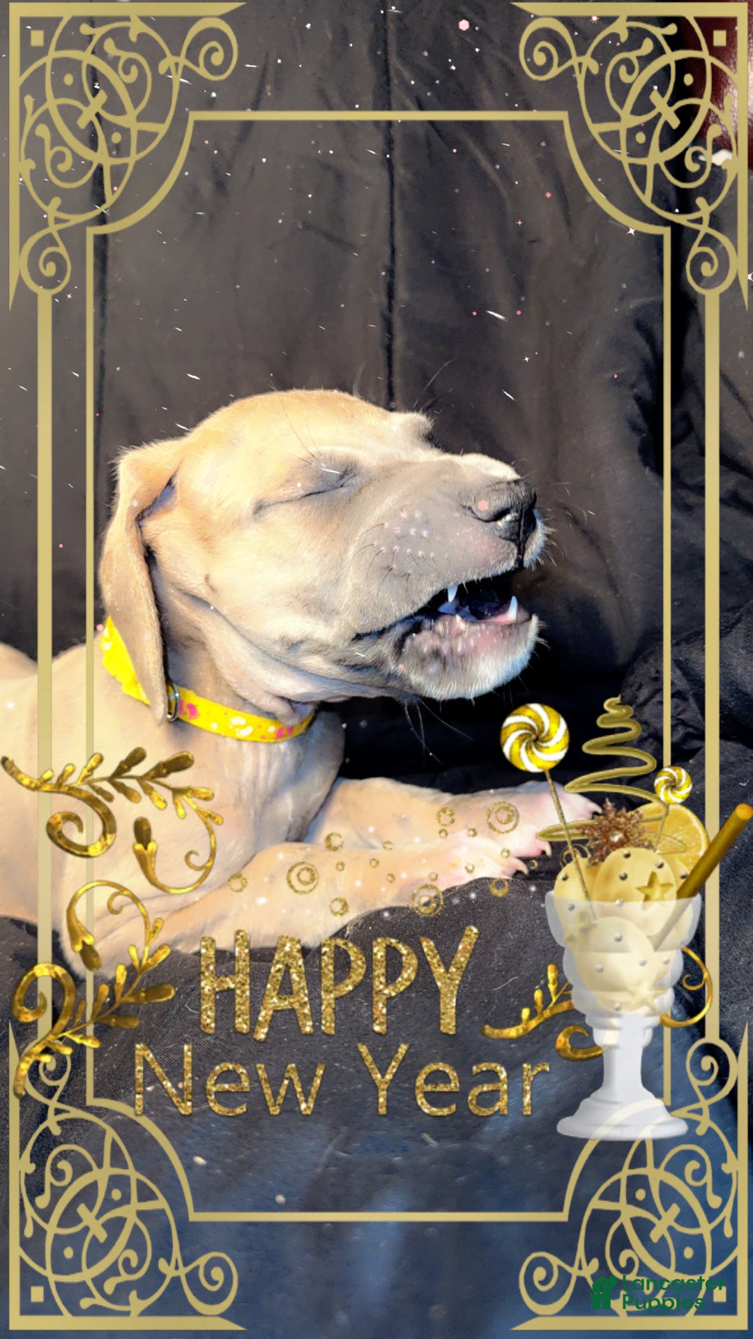 Great Dane dogs for sale: Oscar - Ad 3