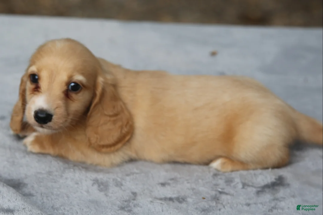 Dachshund dogs for sale: Clear Red Longhair Small Standard - Ad 3