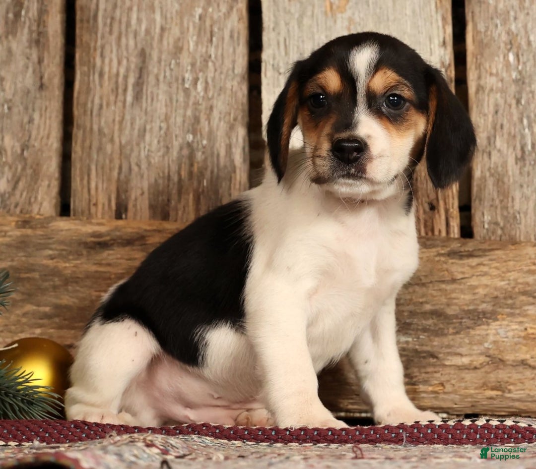 Beagle dogs for sale: Donner - Ad 1