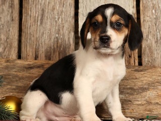 Beagle dogs Donner - Ad 10