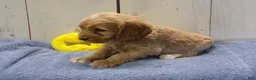 Cockapoo dogs for sale: Barry - Ad 4