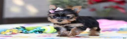 Yorkshire Terrier dogs for sale: Saige - Ad 3