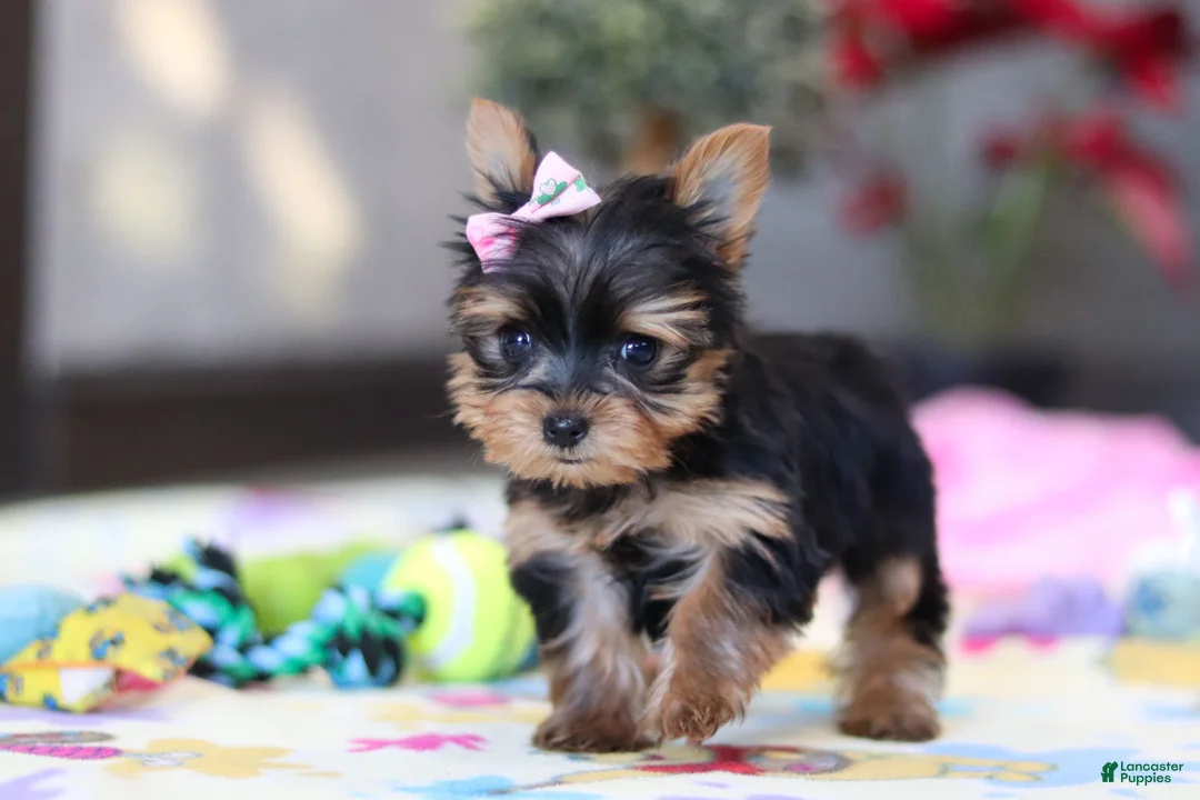 Yorkshire Terrier dogs for sale: Saige - Ad 3