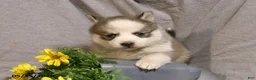 Pomsky dogs for sale: Bella - Ad 3
