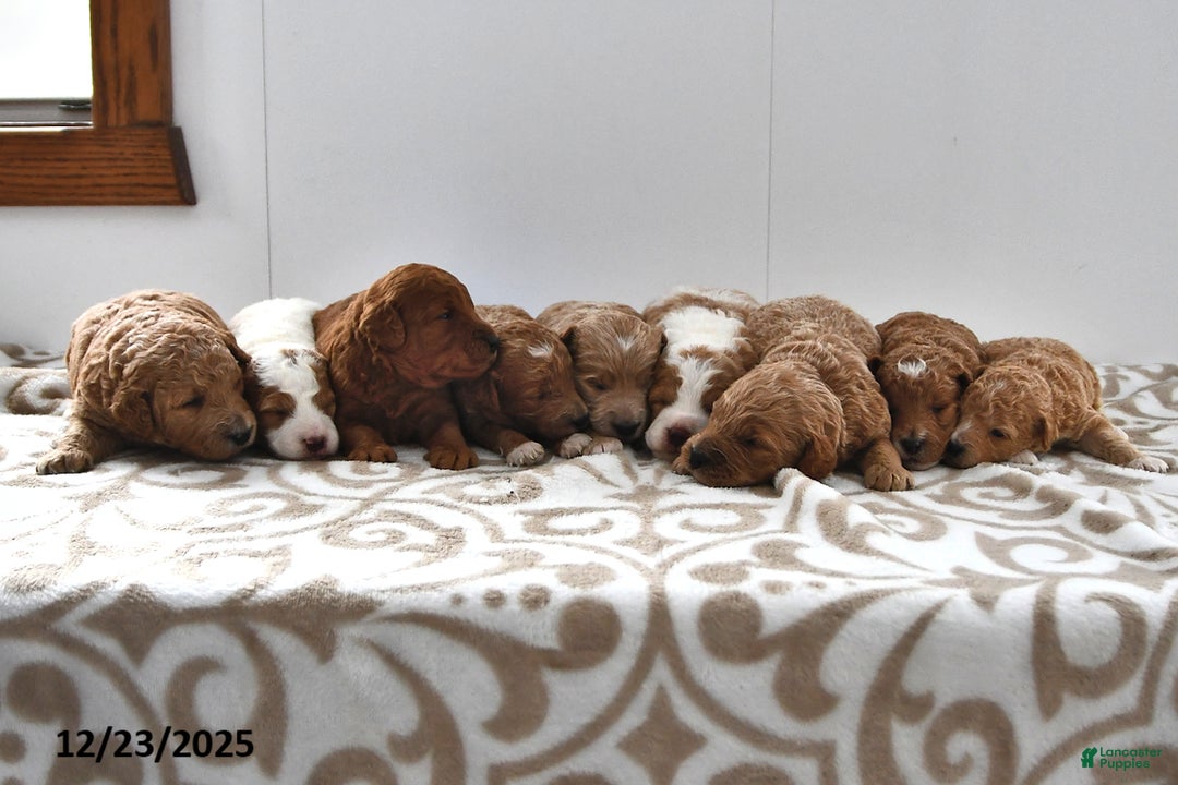 Mini Goldendoodle dogs for sale: Otis - Ad 10