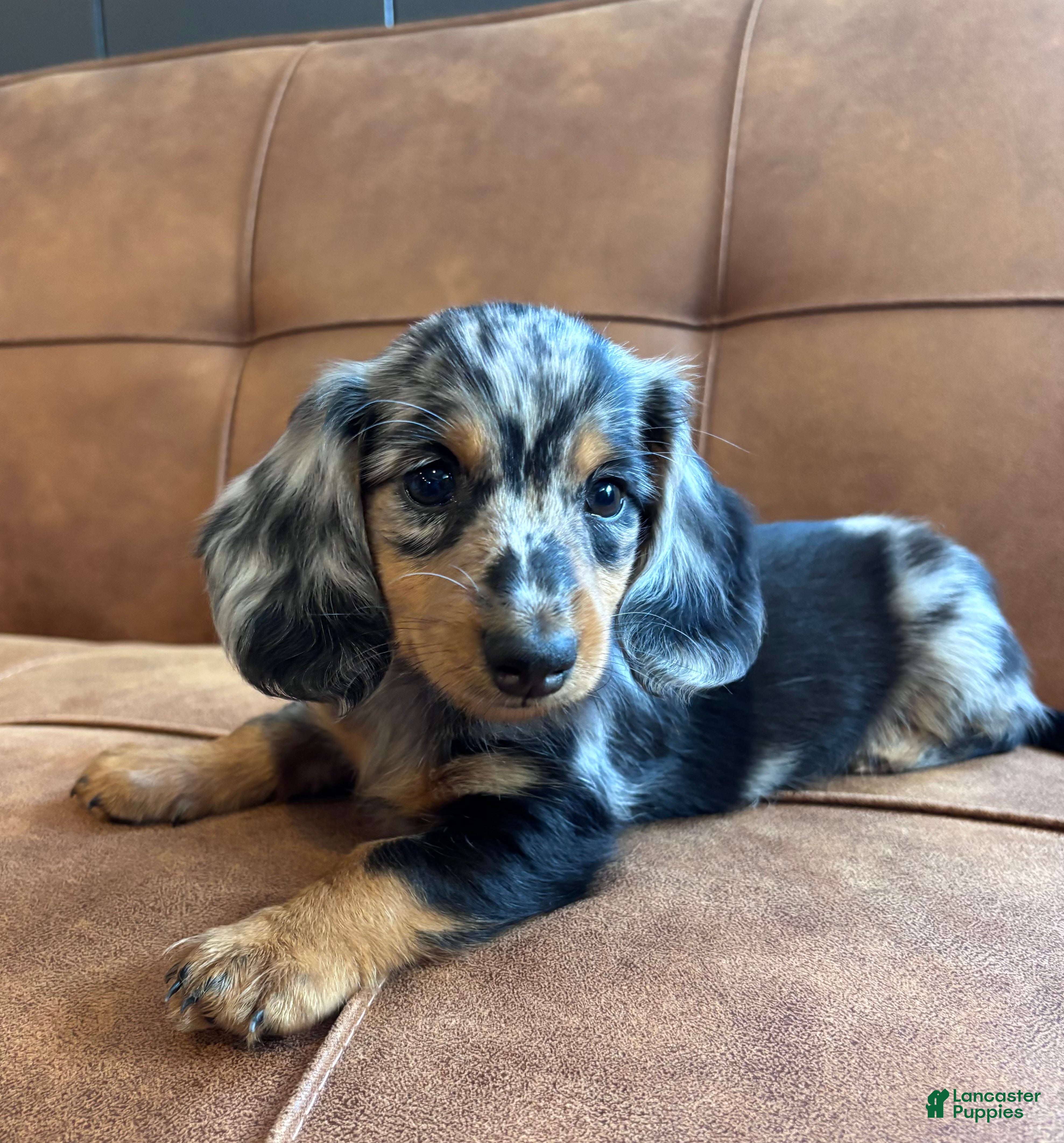 Miniature Dachshund dogs Sebastian - Ad 2