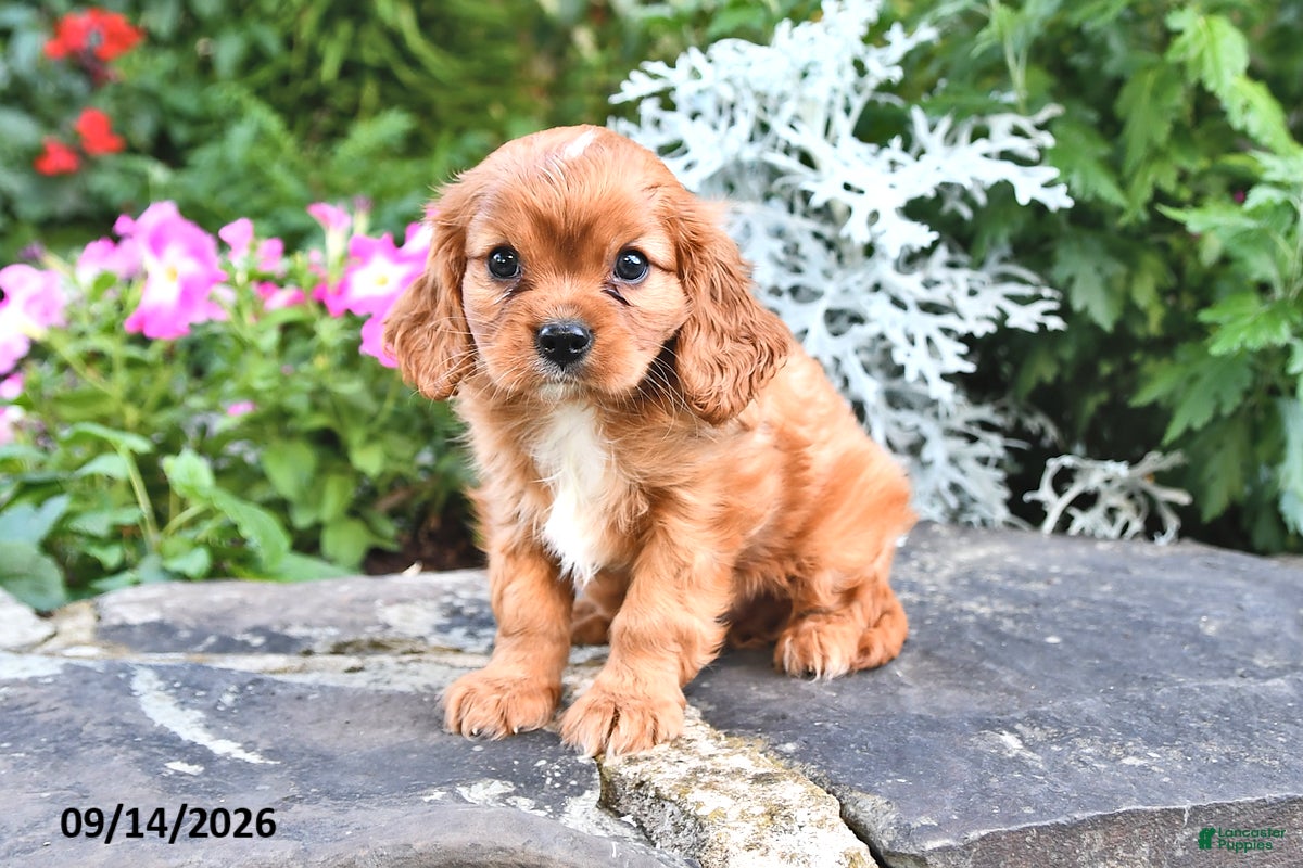 Cavalier King Charles Spaniel dogs Prince Henry - Ad 2