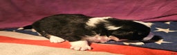 Border Collie dogs for sale: Elfrank - Ad 14