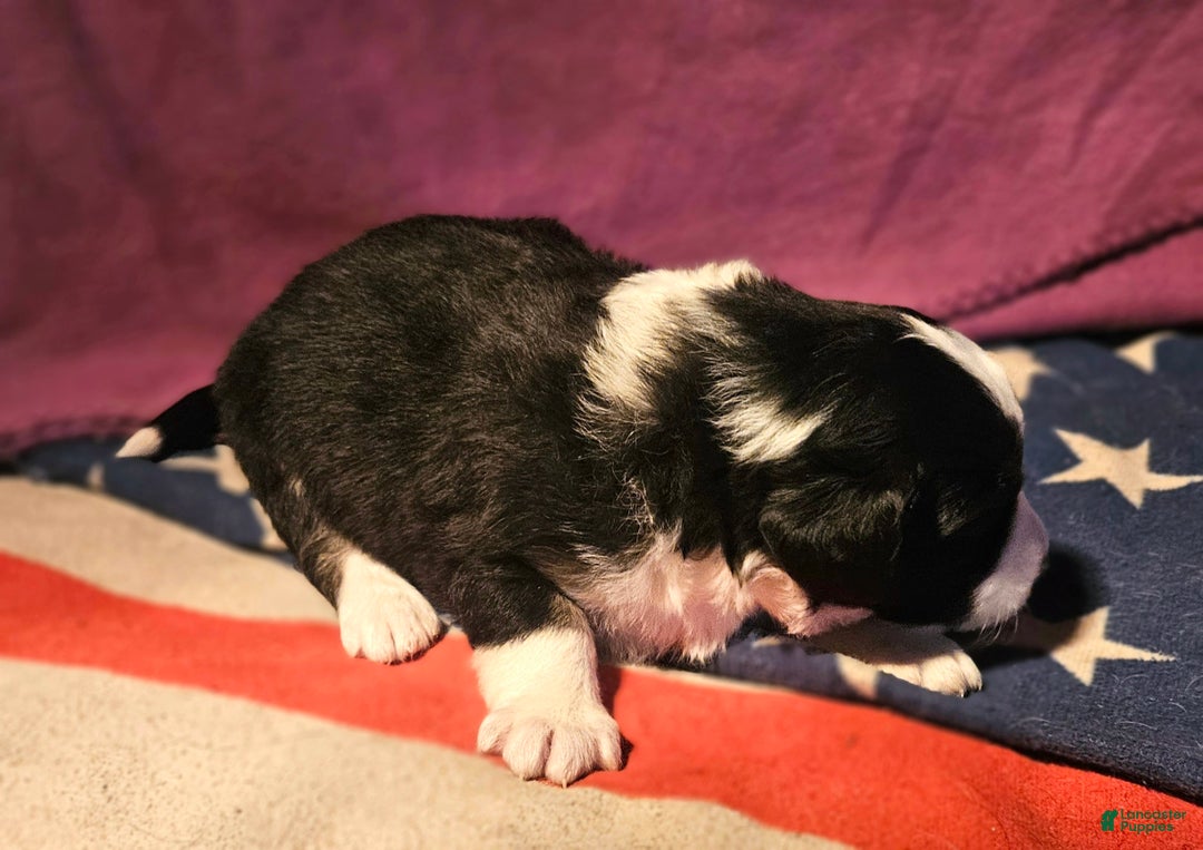 Border Collie dogs for sale: Elfrank - Ad 14