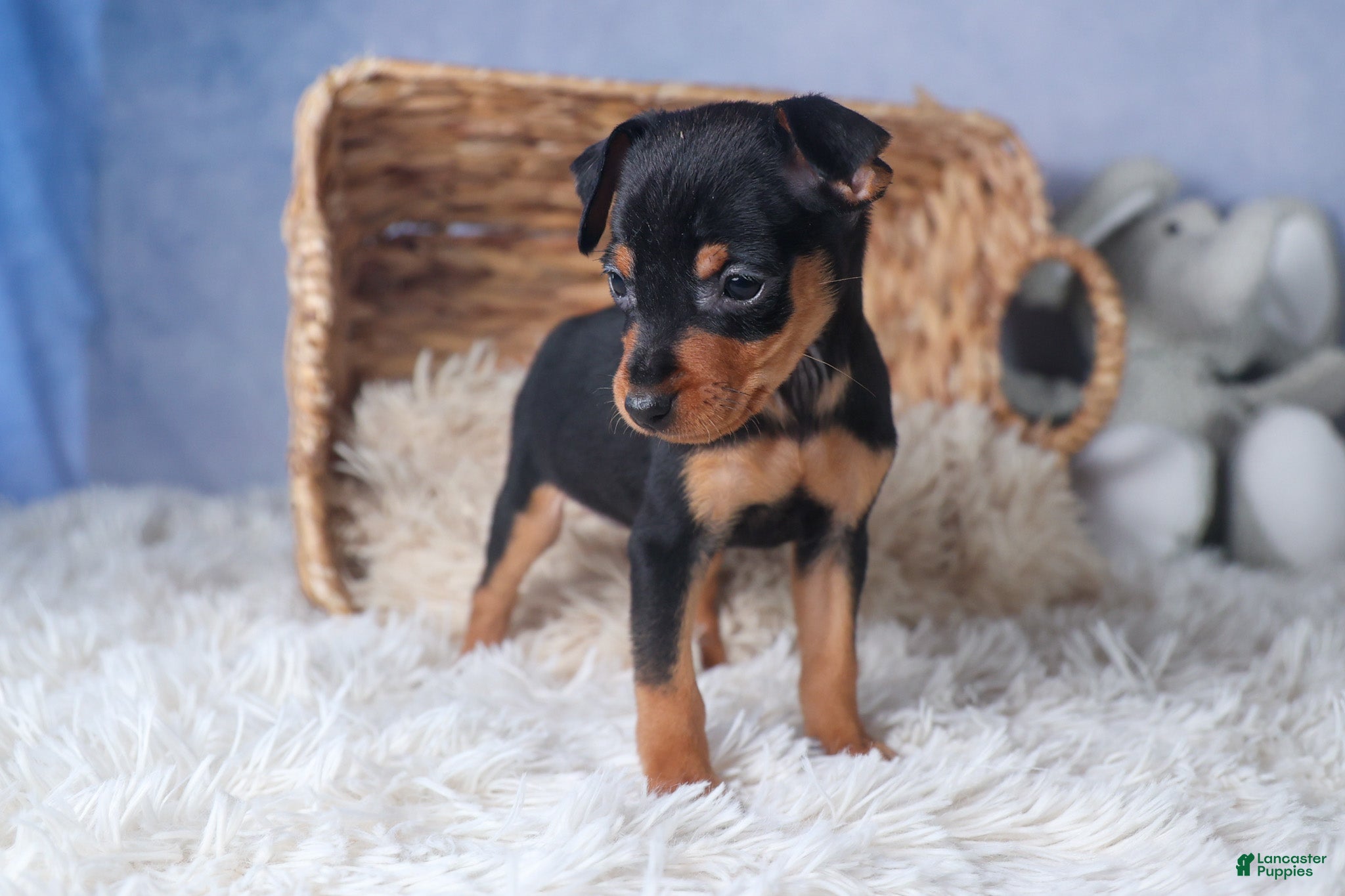 Miniature Pinscher dogs ANGEL - Ad 1