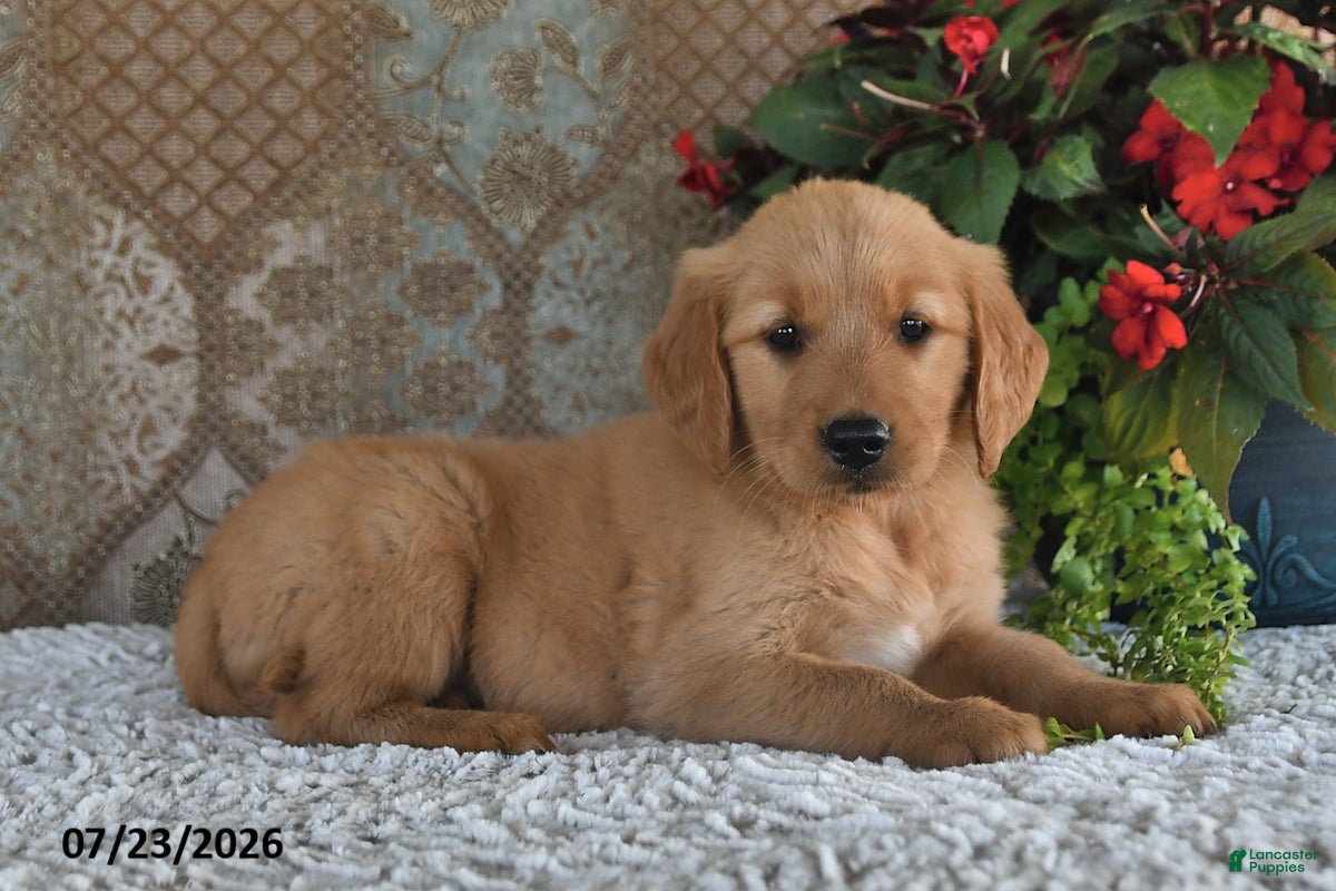 Golden Retriever dogs Brittney - Ad 2