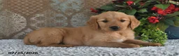 Golden Retriever dogs for sale: Brittney - Ad 2