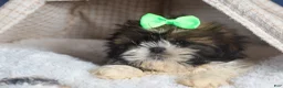 Shih Tzu dogs for sale: COCOA - Ad 6